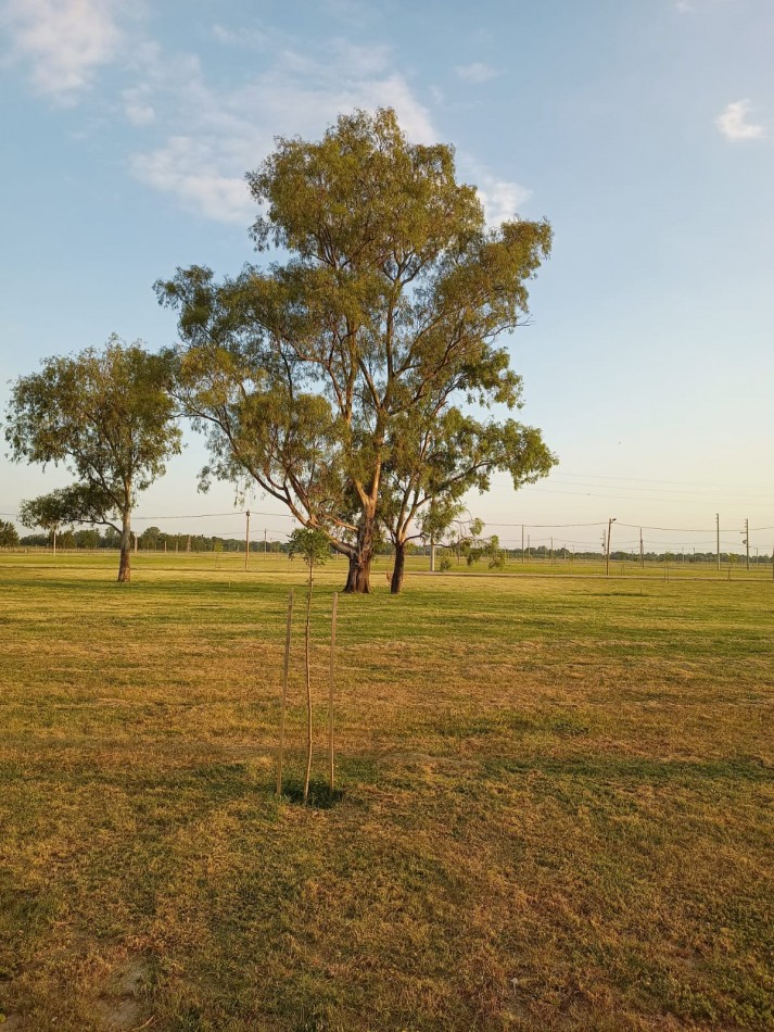 LOTE EN VENTA-  FINCA JOVEN- San Vicente